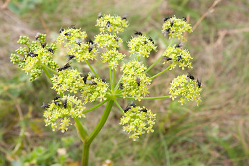 Image showing Flys sit on yellow flower