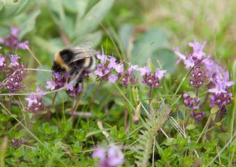 Image showing Bee sits on flower