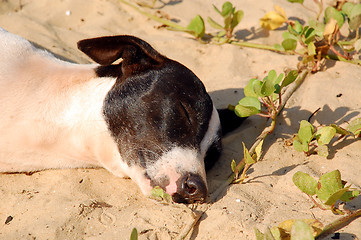 Image showing Sleeping Dog on the Beach