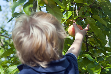 Image showing Picking apples