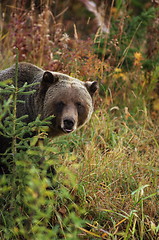 Image showing Male Grizzly Bear