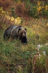 Image showing Male Grizzly Bear