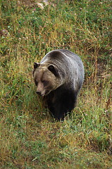 Image showing Male Grizzly Bear