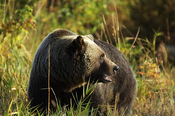 Image showing Male Grizzly Bear