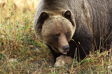 Image showing Male Grizzly Bear