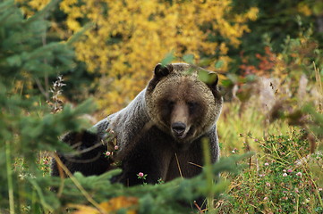 Image showing Male Grizzly Bear