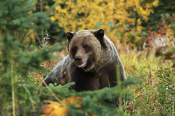 Image showing Male Grizzly Bear