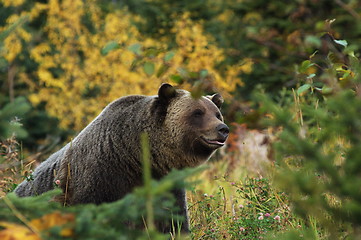 Image showing Male Grizzly Bear