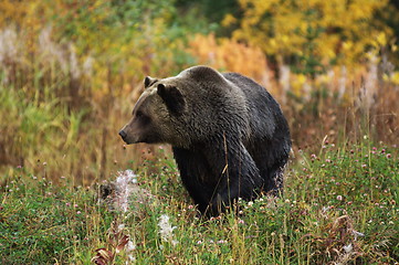 Image showing Male Grizzly Bear
