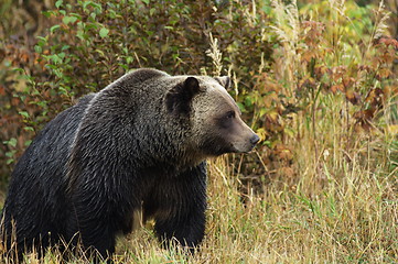 Image showing Male Grizzly Bear