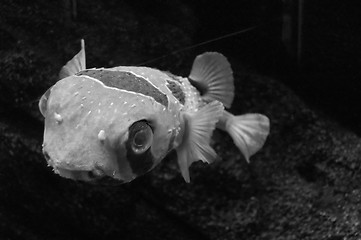 Image showing Fish in B&W