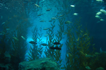 Image showing Underwater