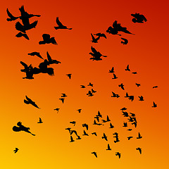 Image showing Pigeons flying