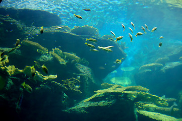 Image showing Underwater