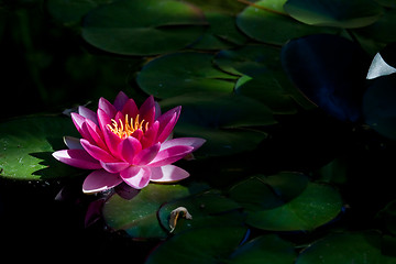 Image showing Red water lily