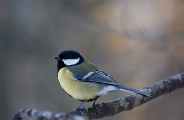 Image showing Great tit