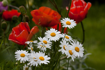 Image showing summer flowers