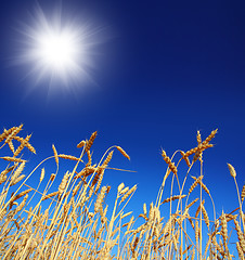 Image showing stems of the wheat under sky