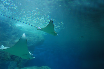 Image showing Underwater