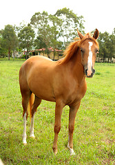 Image showing Chestnut horse in paddock