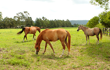 Image showing Grazing horses in a field