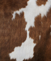 Image showing Cow texture