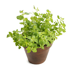 Image showing Oregano