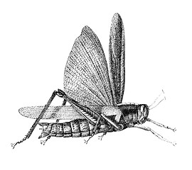 Image showing Grasshopper