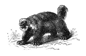 Image showing Wolverine