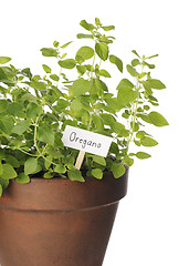 Image showing Oregano