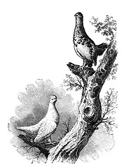 Image showing Willow Grouse