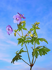 Image showing Wild blue flowers