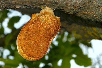 Image showing Mushroom-parasite (I)