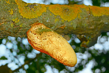 Image showing Mushroom-parasite (II)