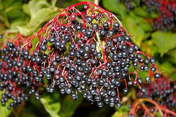 Image showing Black elderberry