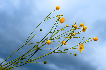 Image showing Wild yellow flowers