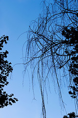 Image showing Silhouettes of trees branches