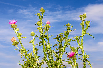 Image showing Group thistle flowering plants