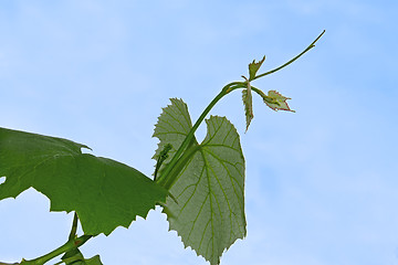 Image showing The branch of grapes in the spring season