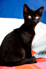 Image showing Black kitten sitting