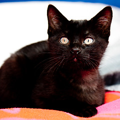 Image showing  Cat lying on a red blanket