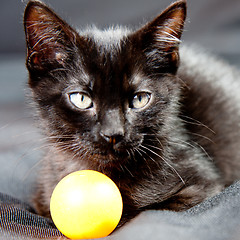 Image showing Kitten next to a ball