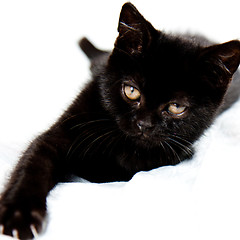 Image showing Black kitten