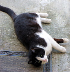 Image showing Playful cat