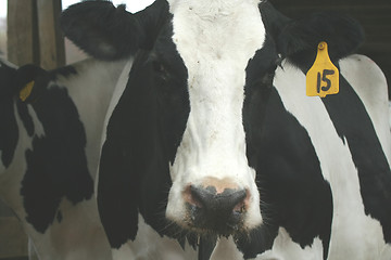 Image showing Cow