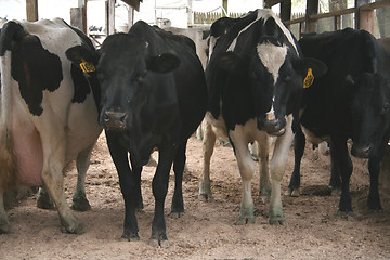 Image showing Cows