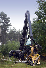 Image showing Wood cutter