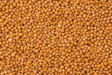 Image showing Mustard seeds