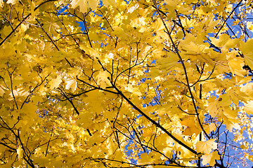 Image showing Yellow maple