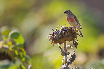 Image showing Portrait of a linnet.